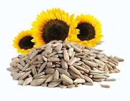 Sunflower Kernel
